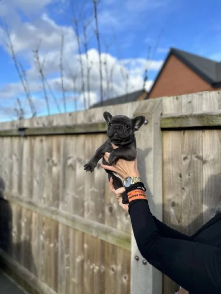 bellissimi cuccioli di bulldog francese | Foto 0