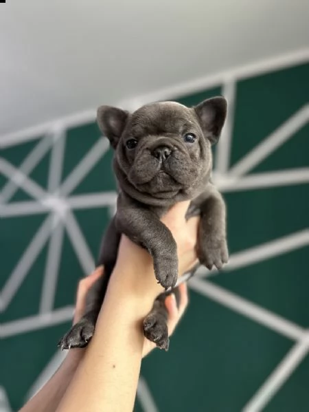 bellissimi cuccioli di bulldog francese