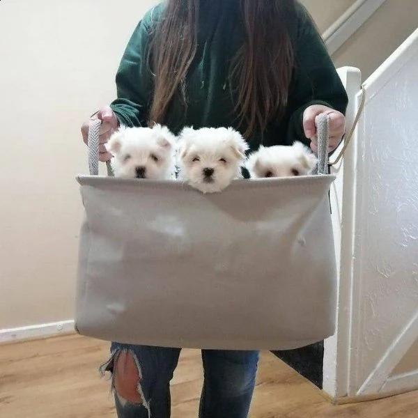 disponibili 2 cuccioli di maltese toy ! | Foto 0