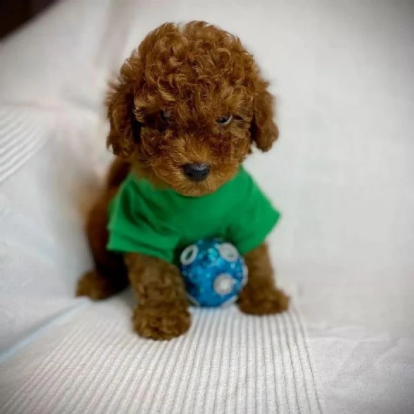 cuccioli barboncini toy | Foto 0