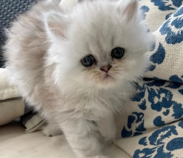 Fantastici gattlni di persiano