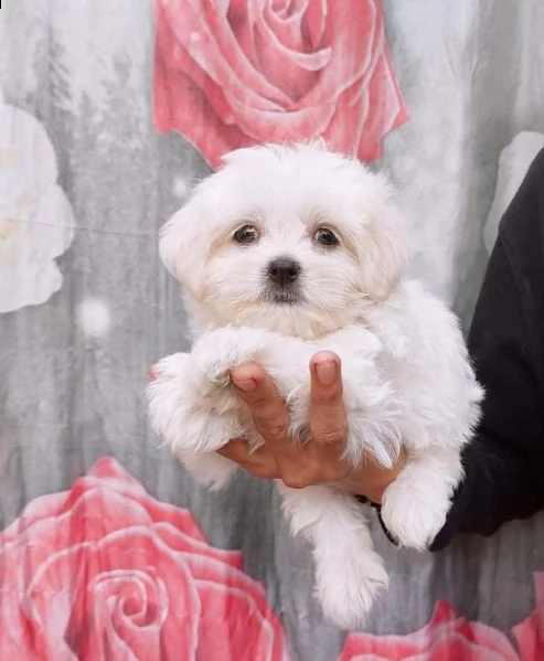 cuccioli di cane maltese | Foto 0