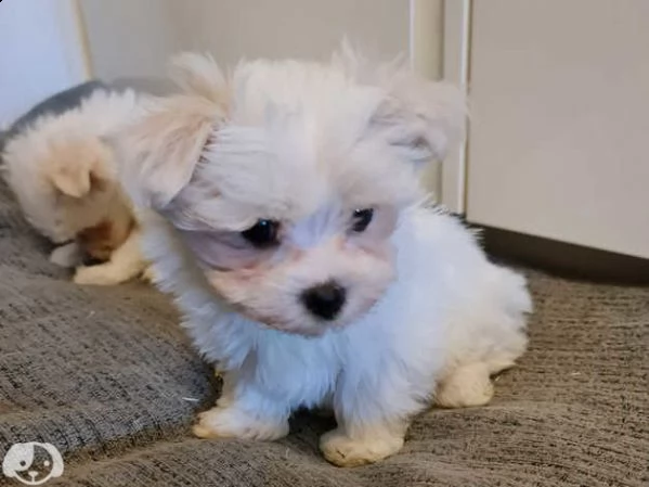 maltese toy | Foto 5