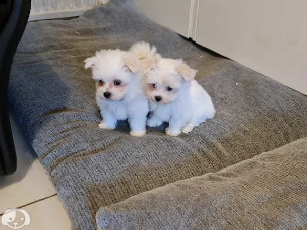 maltese toy | Foto 4