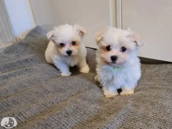 maltese toy
