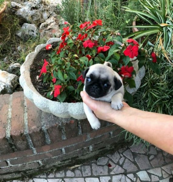 carlino in regalo disponibile... | Foto 0