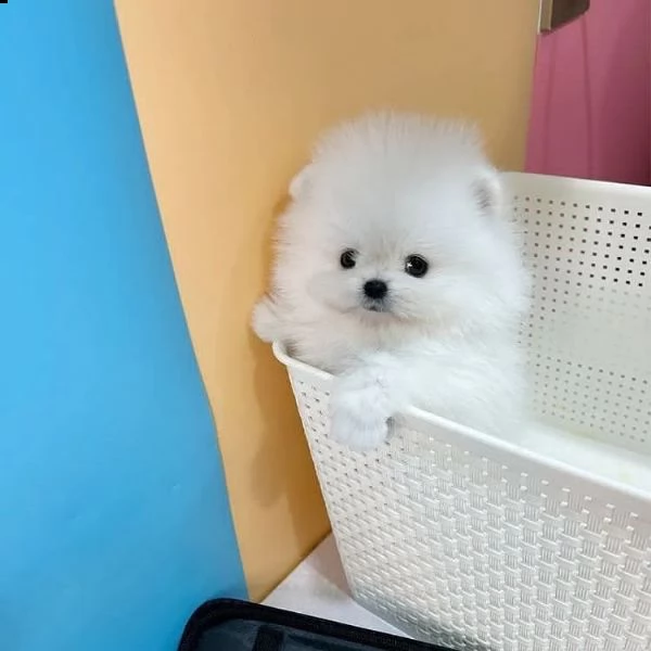 adorabili cuccioli di pomerania (+393509706299)