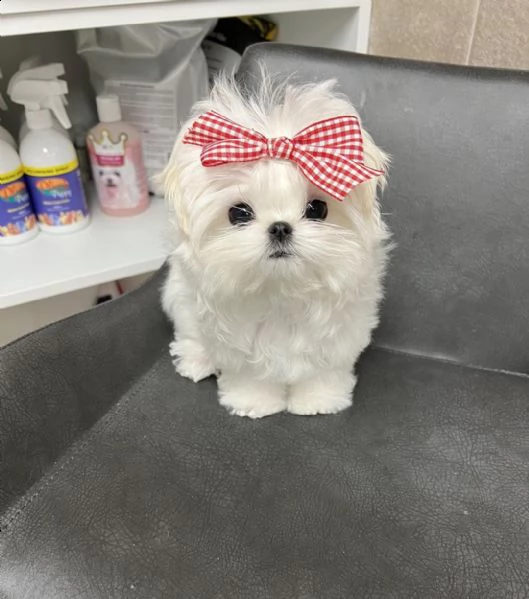 micro pocket teacup maltese per adozione (+393509706299)