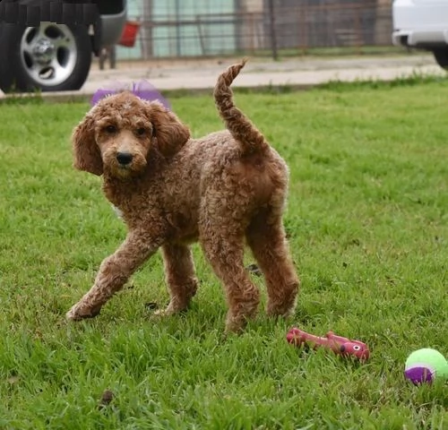cuccioli di barboncino!!