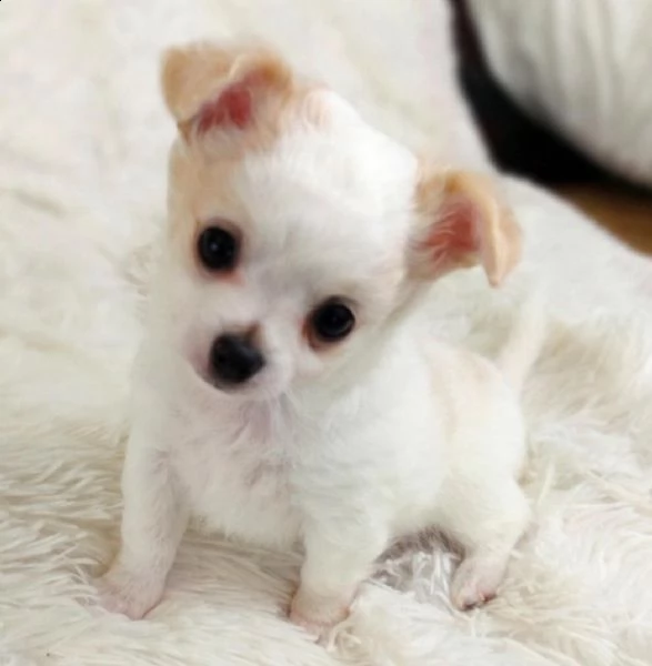 maschio e femmina cuccioli di chihuahua per regalo | Foto 2