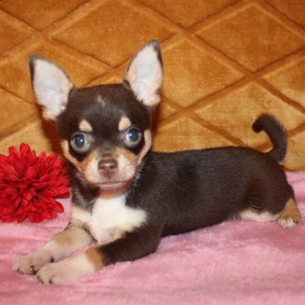 maschio e femmina cuccioli di chihuahua per regalo | Foto 1