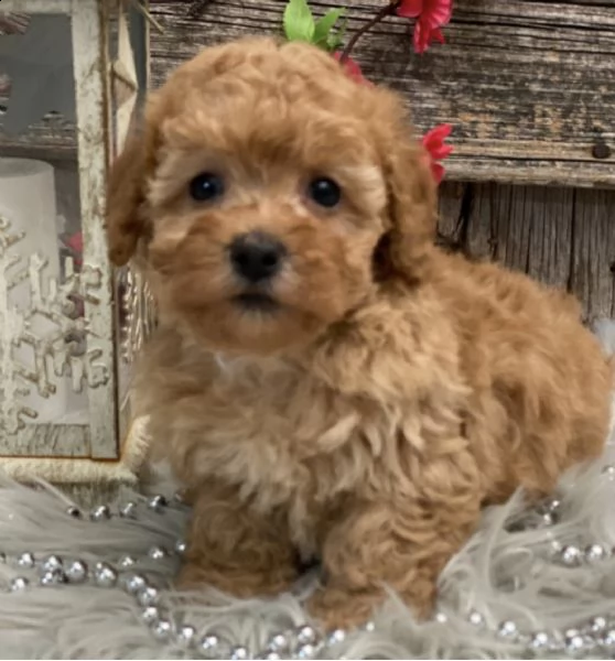 regalo barboncino cuccioli