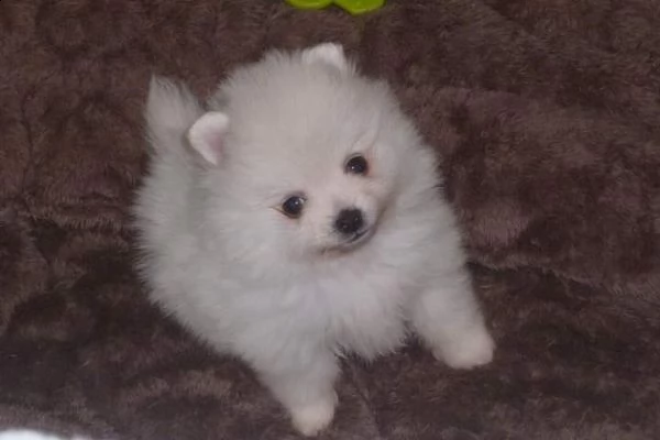 cucciolo splitz da negoziante....