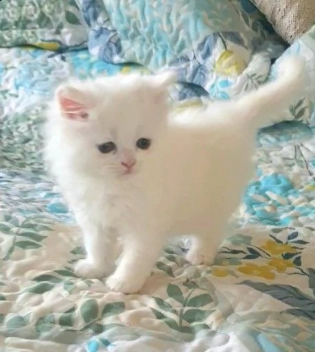 splendidi gattini munchkin | Foto 0