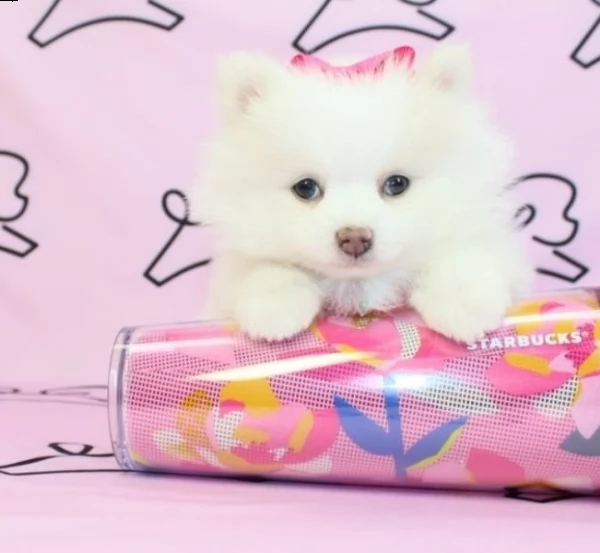 cuccioli pomerania taglia piccola | Foto 2