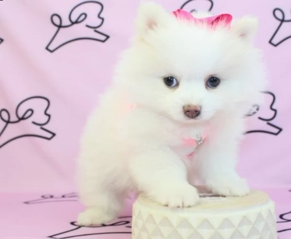 cuccioli pomerania taglia piccola | Foto 1