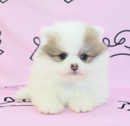 cuccioli pomerania taglia piccola
