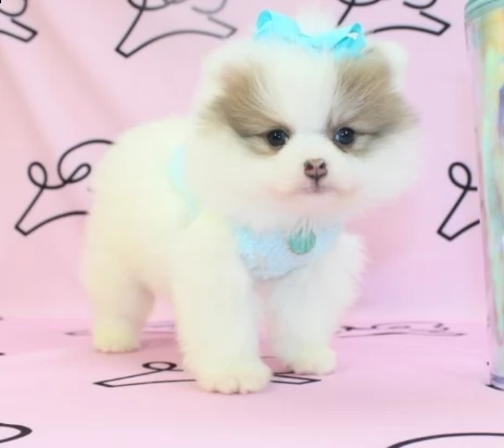 cuccioli pomerania taglia piccola | Foto 0