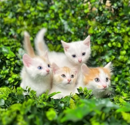 munchkin bellissimo gattino