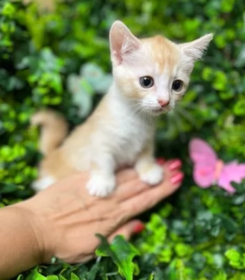 splendidi gattini di munchkin