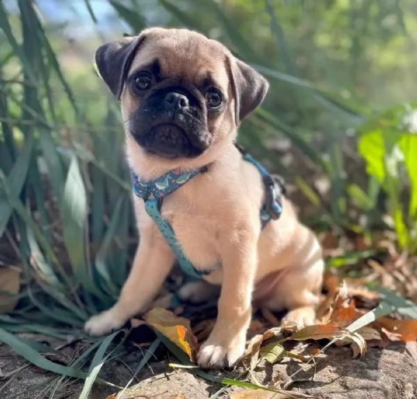 regalo cuccioli di carlino 