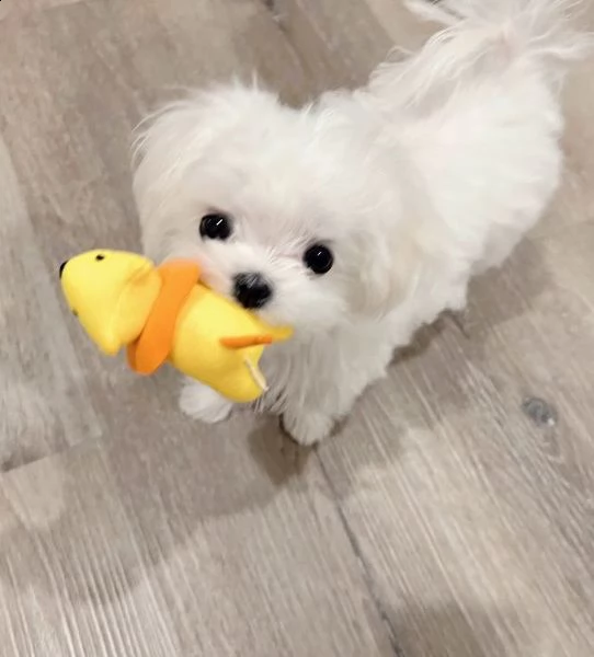 cuccioli di maltese ben socializzati (+393509706299)