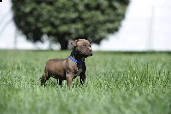 cuccioli american pitbull terrier | Foto 4