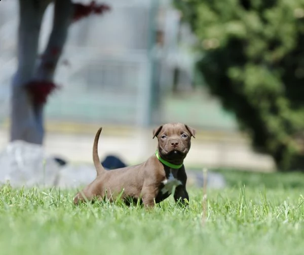 cuccioli american pitbull terrier | Foto 3