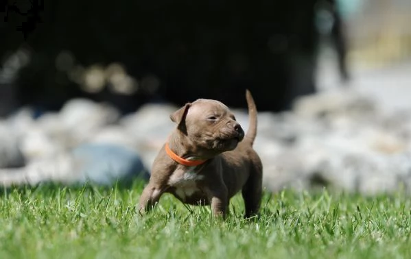 cuccioli american pitbull terrier | Foto 2