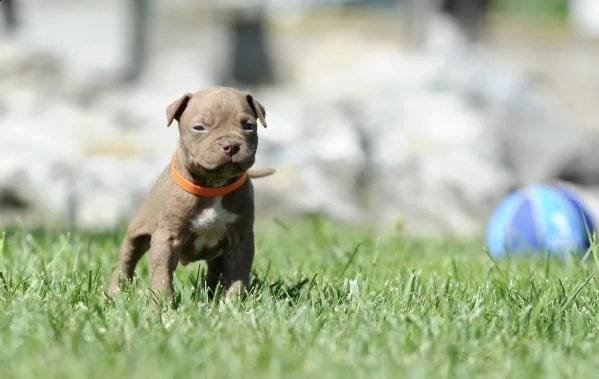 cuccioli american pitbull terrier | Foto 1