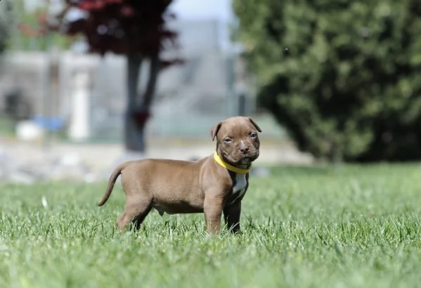 cuccioli american pitbull terrier | Foto 0