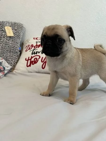 cuccioli eccezionali pronti per la loro nuova e adorabile casa per sempre.