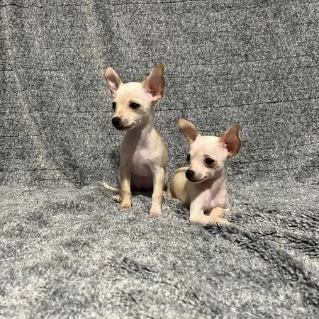 cuccioli eccezionali pronti per la loro nuova e adorabile casa per sempre.