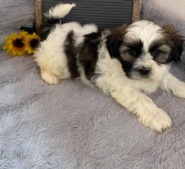 cuccioli eccezionali pronti per la loro nuova e adorabile casa per sempre
