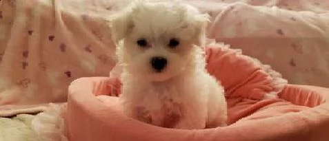 cuccioli eccezionali pronti per la loro nuova e adorabile casa per sempre.