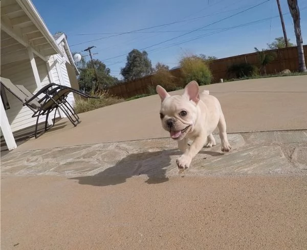 cuccioli eccezionali pronti per la loro nuova e adorabile casa per sempre
