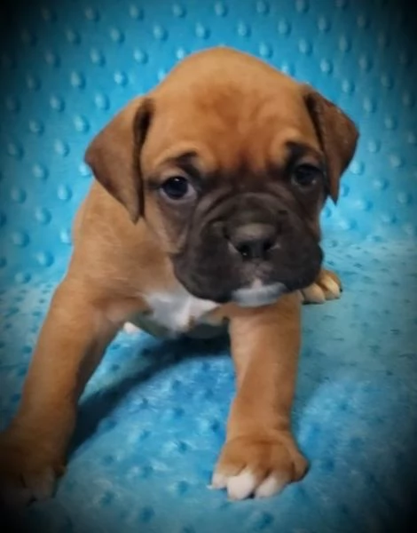 cuccioli eccezionali pronti per la loro nuova e adorabile casa per sempre