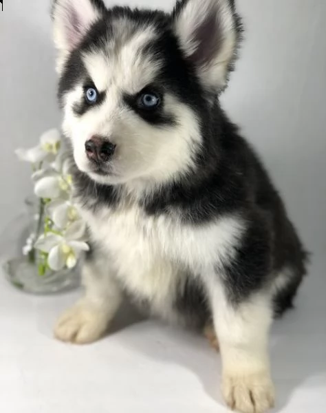 cuccioli eccezionali pronti per la loro nuova e adorabile casa per sempre.