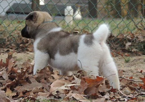 cuccioli eccezionali pronti per la loro nuova e adorabile casa per sempre. 