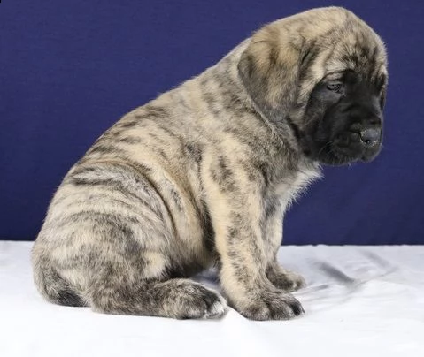 cuccioli eccezionali pronti per la loro nuova e adorabile casa per sempre