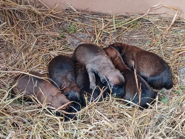 stupendi cuccioli di pastore belga malinois 