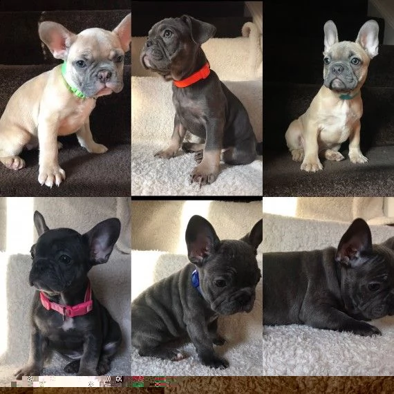 regalo cuccioli di bulldog francese 