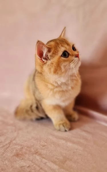 Scottish Fold  | Foto 2