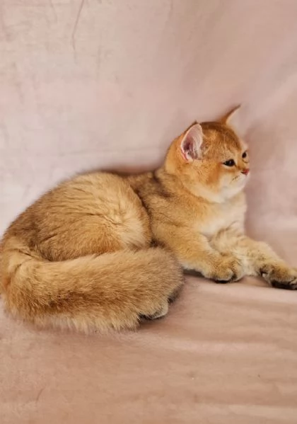 Scottish Fold  | Foto 0