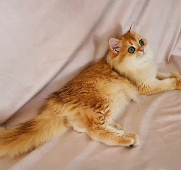 HIGHLAND FOLD  | Foto 3