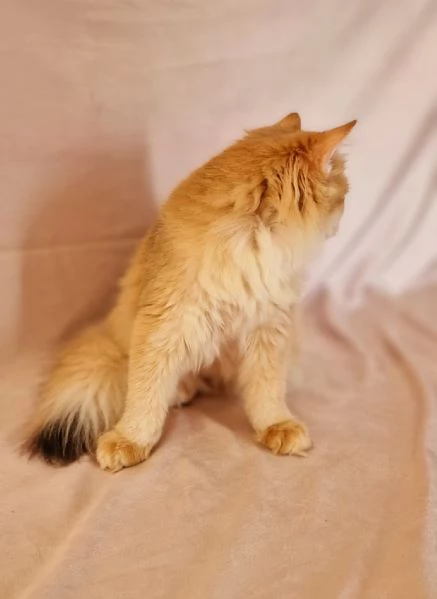 HIGHLAND FOLD  | Foto 2