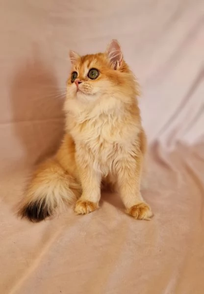 HIGHLAND FOLD  | Foto 1