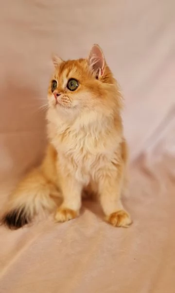 HIGHLAND FOLD  | Foto 0