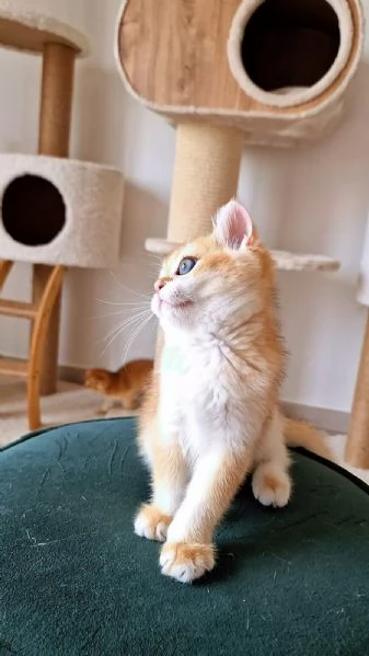 Scottish Fold  | Foto 2