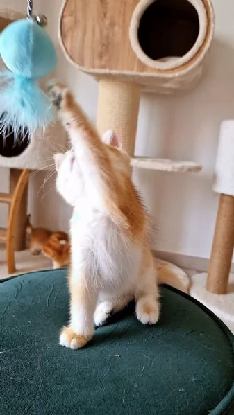 Scottish Fold  | Foto 1